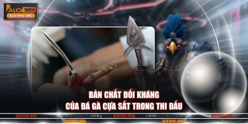 Bản chất đối kháng của đá gà cựa sắt trong thi đấu