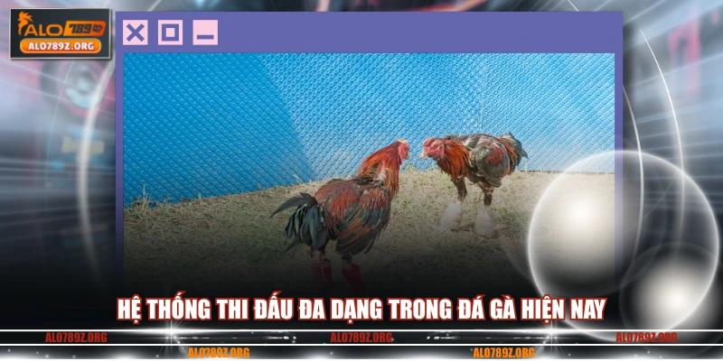 Hệ thống thi đấu đa dạng trong đá gà hiện nay 